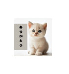 かわいい子猫の赤ちゃんのさまざまな感情（個別スタンプ：13）