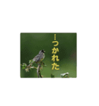 トリとさかな（個別スタンプ：2）