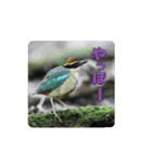 トリとさかな（個別スタンプ：3）