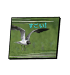 トリとさかな（個別スタンプ：10）