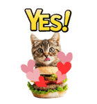 猫×食べ物【日常使い】（個別スタンプ：11）