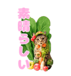 猫×食べ物【日常使い】（個別スタンプ：12）