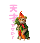 猫×食べ物【日常使い】（個別スタンプ：13）