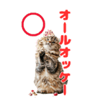猫×食べ物【日常使い】（個別スタンプ：18）