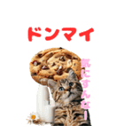 猫×食べ物【日常使い】（個別スタンプ：30）