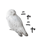 動物園の鳥と動物たち（個別スタンプ：6）