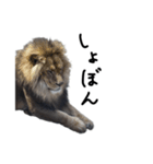 動物園の鳥と動物たち（個別スタンプ：8）