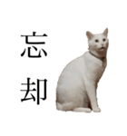 ふわまる大先生！（個別スタンプ：3）
