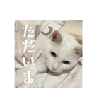 ふわまる大先生！（個別スタンプ：5）