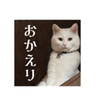ふわまる大先生！（個別スタンプ：6）