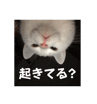 ふわまる大先生！（個別スタンプ：7）