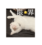 ふわまる大先生！（個別スタンプ：8）