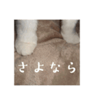 ふわまる大先生！（個別スタンプ：11）
