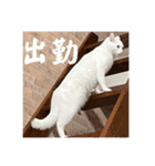 ふわまる大先生！（個別スタンプ：17）