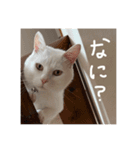 ふわまる大先生！（個別スタンプ：24）