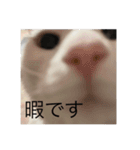ふわまる大先生！（個別スタンプ：25）