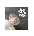 ふわまる大先生！（個別スタンプ：29）