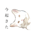 ふわまる大先生！（個別スタンプ：32）