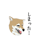 柴犬・01（個別スタンプ：14）