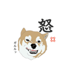 柴犬・01（個別スタンプ：16）