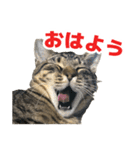 えるスタ！（個別スタンプ：1）