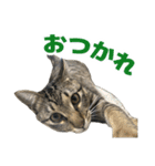 えるスタ！（個別スタンプ：4）