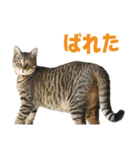 えるスタ！（個別スタンプ：9）