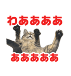 えるスタ！（個別スタンプ：22）