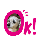 犬のクーの日常スタンプ（個別スタンプ：2）