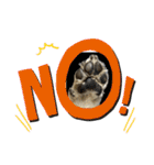 犬のクーの日常スタンプ（個別スタンプ：3）