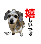 犬のクーの日常スタンプ（個別スタンプ：5）