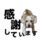 犬のクーの日常スタンプ（個別スタンプ：6）