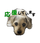 犬のクーの日常スタンプ（個別スタンプ：7）