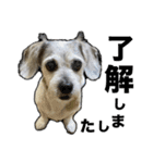 犬のクーの日常スタンプ（個別スタンプ：9）