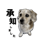 犬のクーの日常スタンプ（個別スタンプ：10）