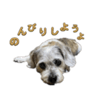 犬のクーの日常スタンプ（個別スタンプ：12）