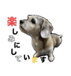 犬のクーの日常スタンプ（個別スタンプ：13）
