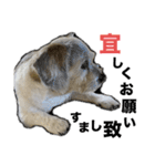 犬のクーの日常スタンプ（個別スタンプ：15）