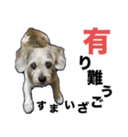 犬のクーの日常スタンプ（個別スタンプ：16）