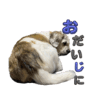 犬のクーの日常スタンプ（個別スタンプ：17）