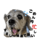 犬のクーの日常スタンプ（個別スタンプ：18）