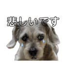 犬のクーの日常スタンプ（個別スタンプ：19）