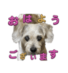 犬のクーの日常スタンプ（個別スタンプ：21）