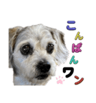 犬のクーの日常スタンプ（個別スタンプ：23）