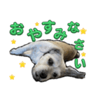 犬のクーの日常スタンプ（個別スタンプ：24）