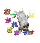 犬のクーの日常スタンプ（個別スタンプ：25）