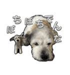 犬のクーの日常スタンプ（個別スタンプ：26）