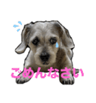 犬のクーの日常スタンプ（個別スタンプ：27）
