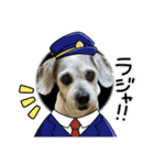 犬のクーの日常スタンプ（個別スタンプ：28）