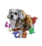 犬のクーの日常スタンプ（個別スタンプ：29）
